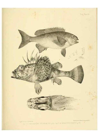 Reproducción/Reproduction 10328160453: The zoology of the voyage of the H.M.S. Erebus & Terror,. London,E. W. Janson,1844-1875.