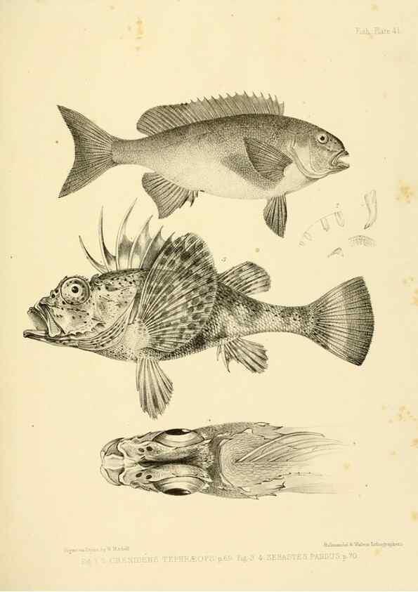 Reproducción/Reproduction 10328160453: The zoology of the voyage of the H.M.S. Erebus & Terror,. London,E. W. Janson,1844-1875.