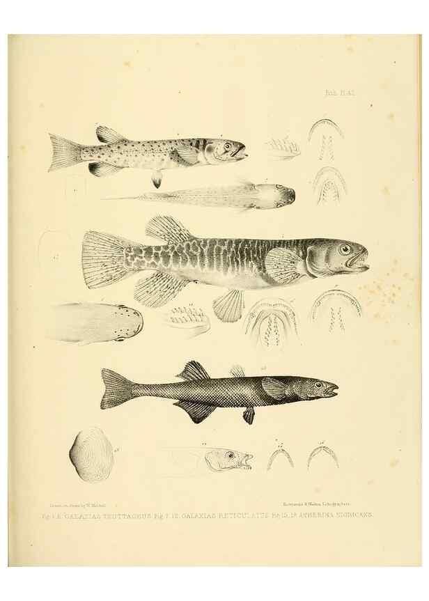 Reproducción/Reproduction 10328162843: The zoology of the voyage of the H.M.S. Erebus & Terror,. London,E. W. Janson,1844-1875.
