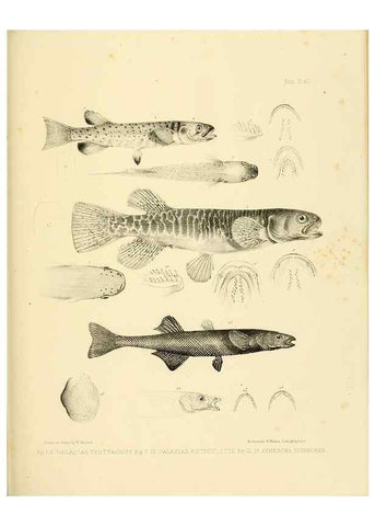 Reproducción/Reproduction 10328162843: The zoology of the voyage of the H.M.S. Erebus & Terror,. London,E. W. Janson,1844-1875.