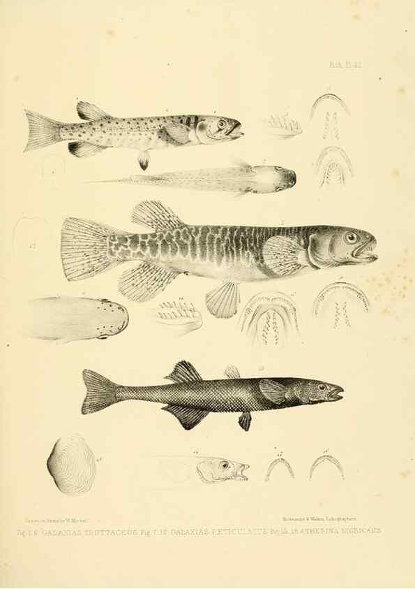 Reproducción/Reproduction 10328162843: The zoology of the voyage of the H.M.S. Erebus & Terror,. London,E. W. Janson,1844-1875.