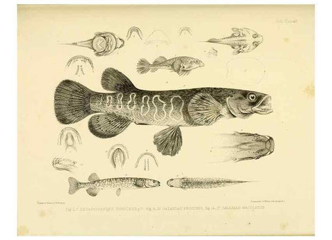 Reproducción/Reproduction 10328006576: The zoology of the voyage of the H.M.S. Erebus & Terror,. London,E. W. Janson,1844-1875.