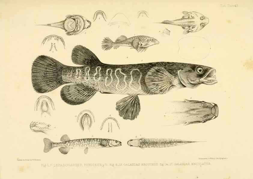 Reproducción/Reproduction 10328006576: The zoology of the voyage of the H.M.S. Erebus & Terror,. London,E. W. Janson,1844-1875.