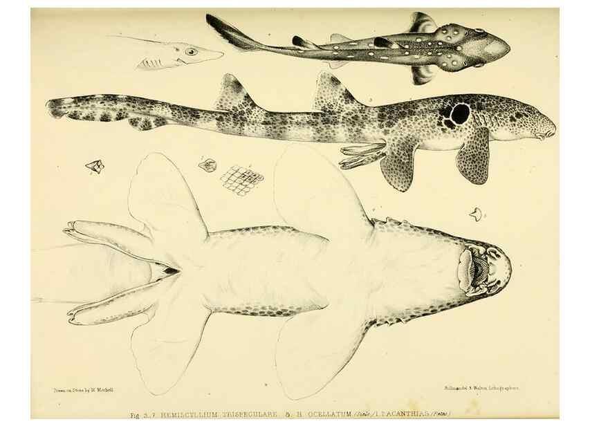 Reproducción/Reproduction 10328121683: The zoology of the voyage of the H.M.S. Erebus & Terror,. London,E. W. Janson,1844-1875.