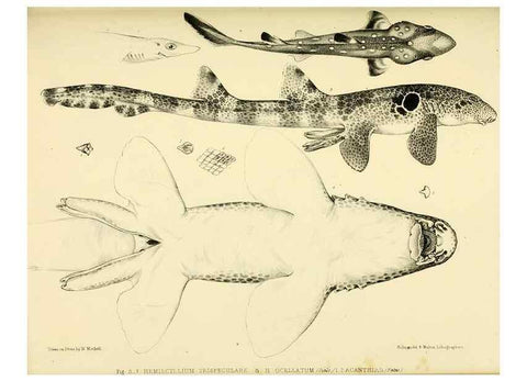 Reproducción/Reproduction 10328121683: The zoology of the voyage of the H.M.S. Erebus & Terror,. London,E. W. Janson,1844-1875.