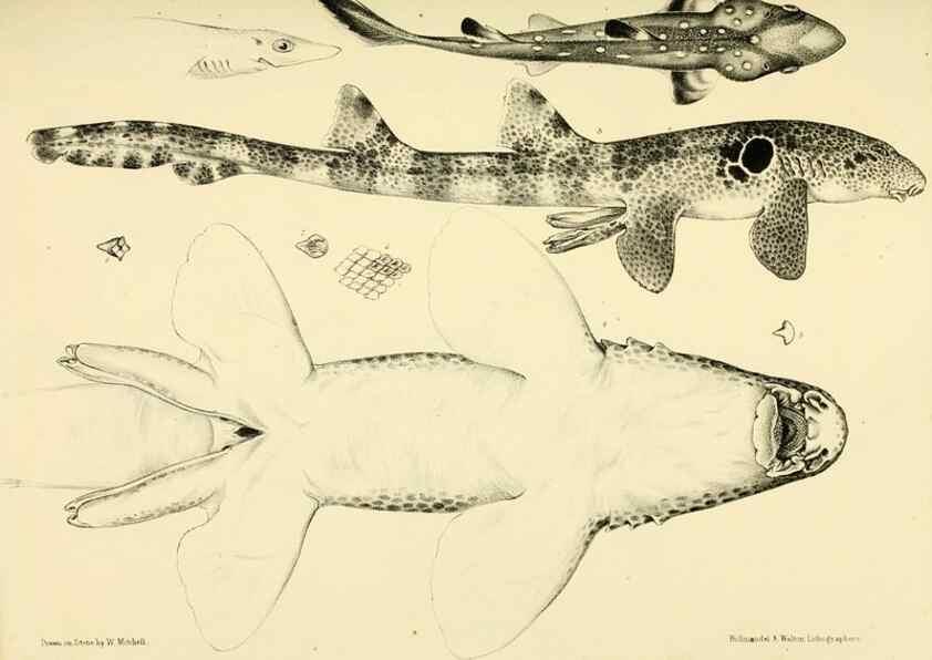 Reproducción/Reproduction 10328121683: The zoology of the voyage of the H.M.S. Erebus & Terror,. London,E. W. Janson,1844-1875.
