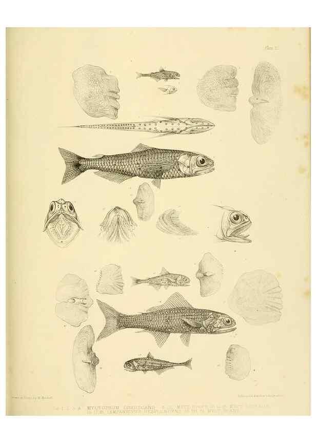 Reproducción/Reproduction 10327960046: The zoology of the voyage of the H.M.S. Erebus & Terror,. London,E. W. Janson,1844-1875.