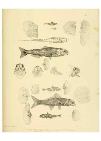 Reproducción/Reproduction 10327960046: The zoology of the voyage of the H.M.S. Erebus & Terror,. London,E. W. Janson,1844-1875.