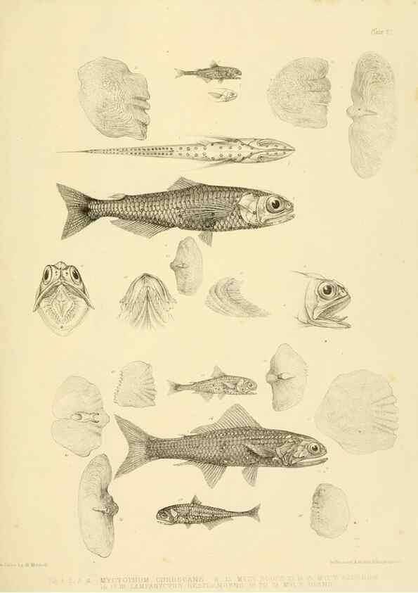 Reproducción/Reproduction 10327960046: The zoology of the voyage of the H.M.S. Erebus & Terror,. London,E. W. Janson,1844-1875.