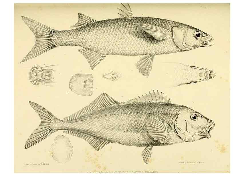 Reproducción/Reproduction 10328116273: The zoology of the voyage of the H.M.S. Erebus & Terror,. London,E. W. Janson,1844-1875.