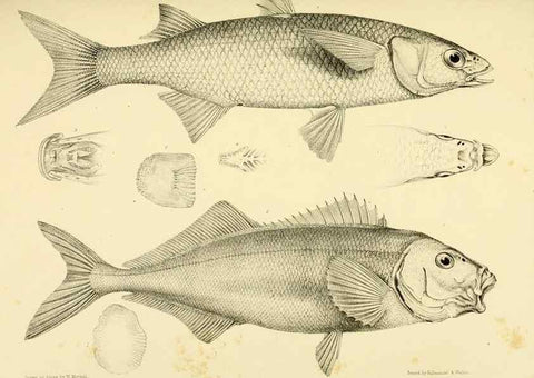 Reproducción/Reproduction 10328116273: The zoology of the voyage of the H.M.S. Erebus & Terror,. London,E. W. Janson,1844-1875.