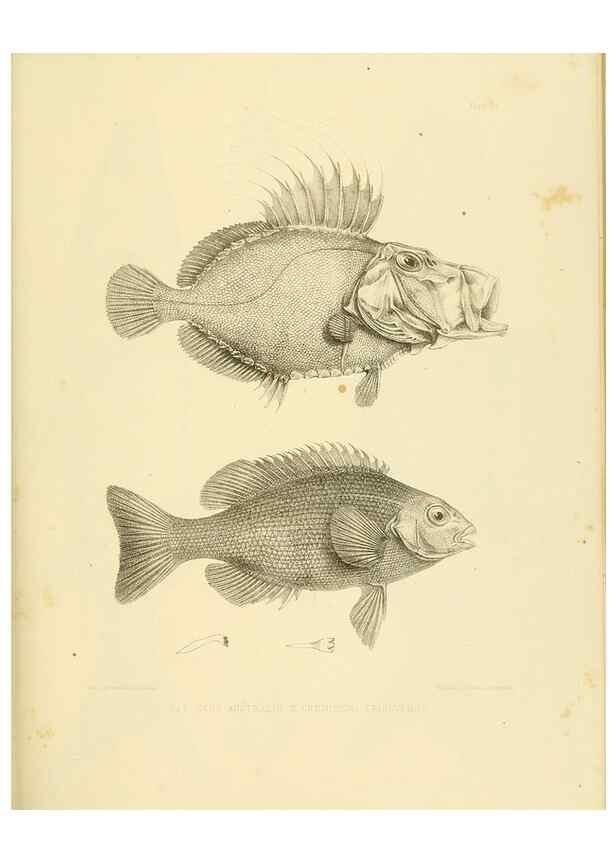 Reproducción/Reproduction 10327955525: The zoology of the voyage of the H.M.S. Erebus & Terror,. London,E. W. Janson,1844-1875.