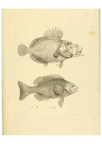 Reproducción/Reproduction 10327955525: The zoology of the voyage of the H.M.S. Erebus & Terror,. London,E. W. Janson,1844-1875.