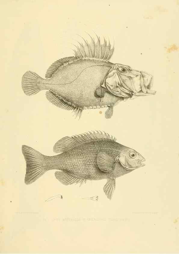 Reproducción/Reproduction 10327955525: The zoology of the voyage of the H.M.S. Erebus & Terror,. London,E. W. Janson,1844-1875.