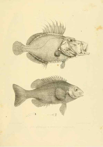 Reproducción/Reproduction 10327955525: The zoology of the voyage of the H.M.S. Erebus & Terror,. London,E. W. Janson,1844-1875.