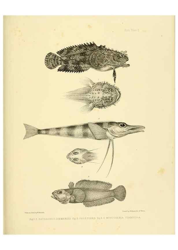 Reproducción/Reproduction 10327912775: The zoology of the voyage of the H.M.S. Erebus & Terror,. London,E. W. Janson,1844-1875.