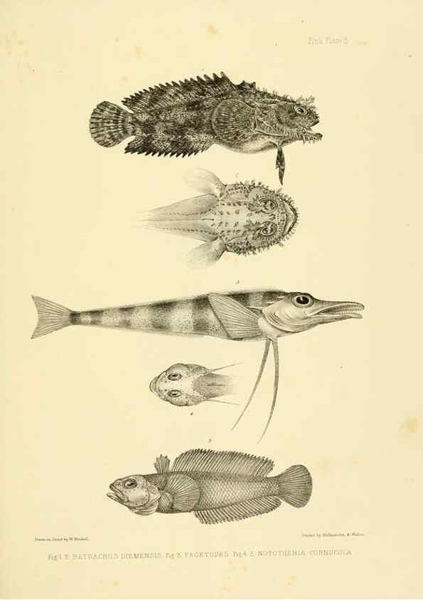 Reproducción/Reproduction 10327912775: The zoology of the voyage of the H.M.S. Erebus & Terror,. London,E. W. Janson,1844-1875.