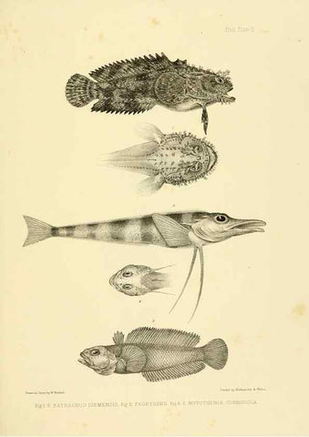 Reproducción/Reproduction 10327912775: The zoology of the voyage of the H.M.S. Erebus & Terror,. London,E. W. Janson,1844-1875.