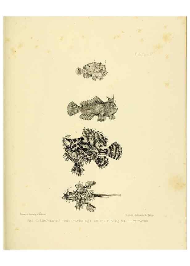 Reproducción/Reproduction 10327914936: The zoology of the voyage of the H.M.S. Erebus & Terror,. London,E. W. Janson,1844-1875.