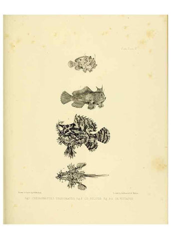 Reproducción/Reproduction 10327914936: The zoology of the voyage of the H.M.S. Erebus & Terror,. London,E. W. Janson,1844-1875.