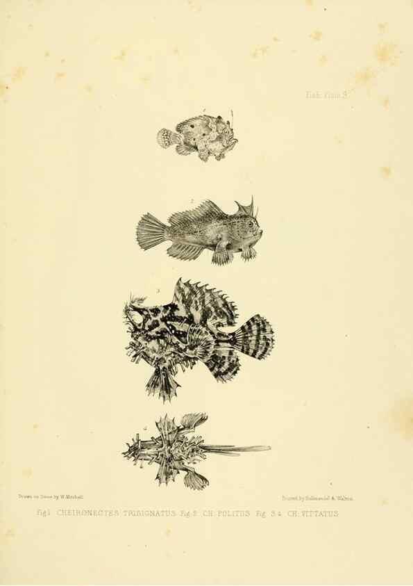Reproducción/Reproduction 10327914936: The zoology of the voyage of the H.M.S. Erebus & Terror,. London,E. W. Janson,1844-1875.