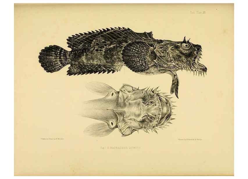 Reproducción/Reproduction 10327917576: The zoology of the voyage of the H.M.S. Erebus & Terror,. London,E. W. Janson,1844-1875.