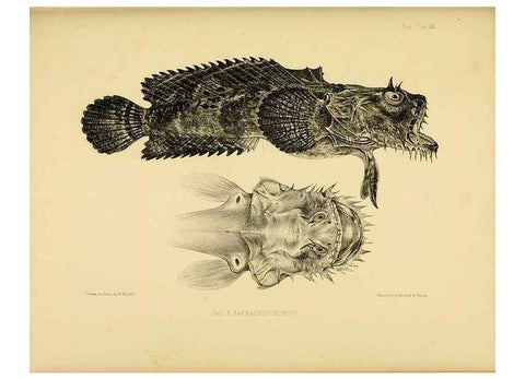 Reproducción/Reproduction 10327917576: The zoology of the voyage of the H.M.S. Erebus & Terror,. London,E. W. Janson,1844-1875.