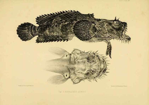 Reproducción/Reproduction 10327917576: The zoology of the voyage of the H.M.S. Erebus & Terror,. London,E. W. Janson,1844-1875.