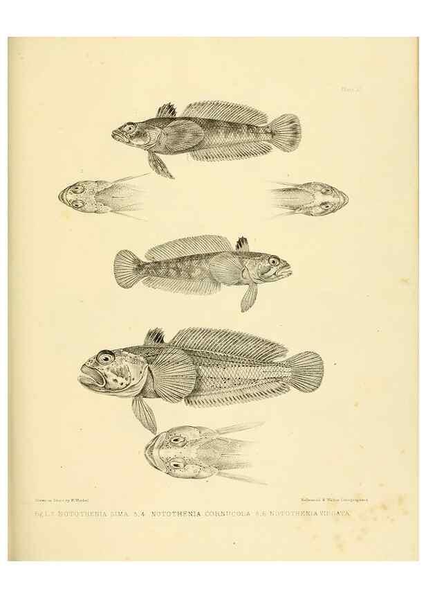 Reproducción/Reproduction 10328078283: The zoology of the voyage of the H.M.S. Erebus & Terror,. London,E. W. Janson,1844-1875.