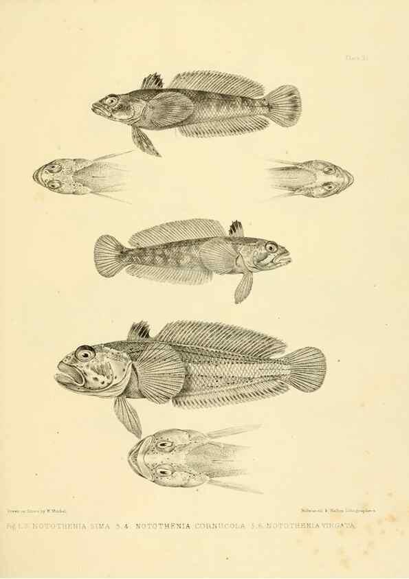Reproducción/Reproduction 10328078283: The zoology of the voyage of the H.M.S. Erebus & Terror,. London,E. W. Janson,1844-1875.
