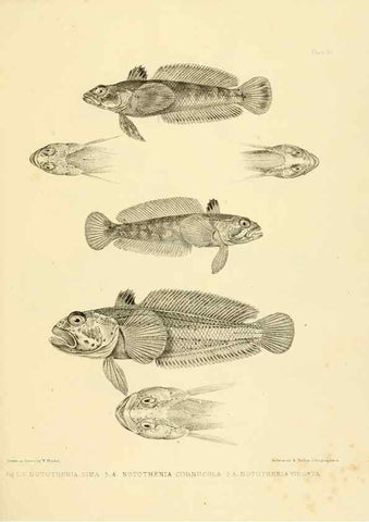 Reproducción/Reproduction 10328078283: The zoology of the voyage of the H.M.S. Erebus & Terror,. London,E. W. Janson,1844-1875.