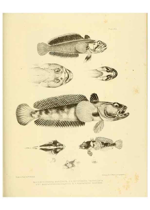 Reproducción/Reproduction 10327922486: The zoology of the voyage of the H.M.S. Erebus & Terror,. London,E. W. Janson,1844-1875.