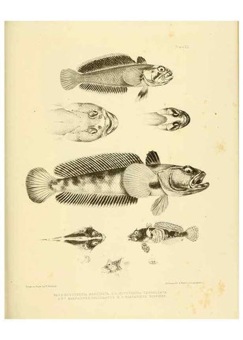 Reproducción/Reproduction 10327922486: The zoology of the voyage of the H.M.S. Erebus & Terror,. London,E. W. Janson,1844-1875.