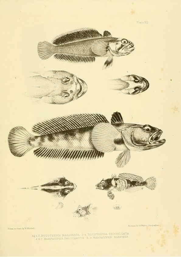 Reproducción/Reproduction 10327922486: The zoology of the voyage of the H.M.S. Erebus & Terror,. London,E. W. Janson,1844-1875.