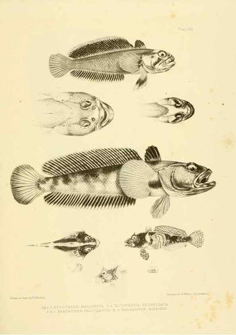 Reproducción/Reproduction 10327922486: The zoology of the voyage of the H.M.S. Erebus & Terror,. London,E. W. Janson,1844-1875.