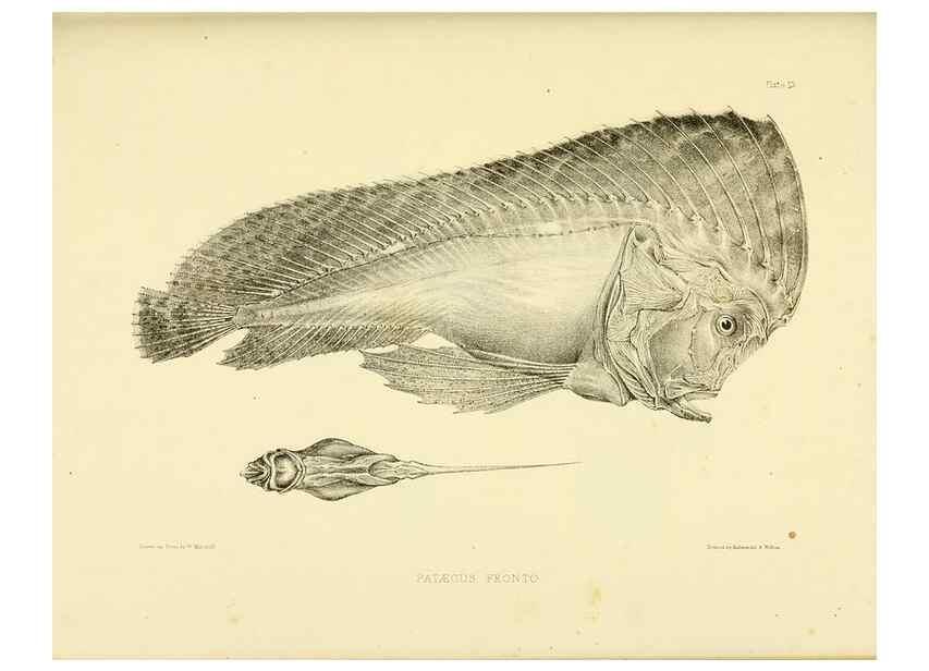 Reproducción/Reproduction 10328083753: The zoology of the voyage of the H.M.S. Erebus & Terror,. London,E. W. Janson,1844-1875.