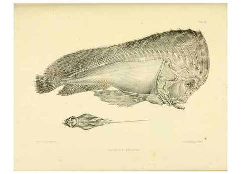 Reproducción/Reproduction 10328083753: The zoology of the voyage of the H.M.S. Erebus & Terror,. London,E. W. Janson,1844-1875.