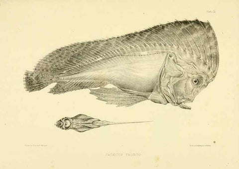 Reproducción/Reproduction 10328083753: The zoology of the voyage of the H.M.S. Erebus & Terror,. London,E. W. Janson,1844-1875.