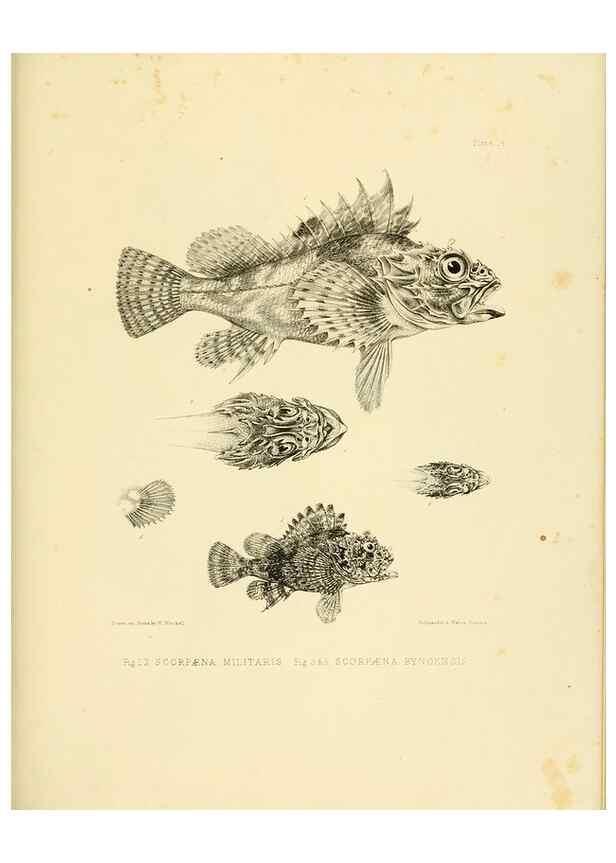Reproducción/Reproduction 10327912734: The zoology of the voyage of the H.M.S. Erebus & Terror,. London,E. W. Janson,1844-1875.