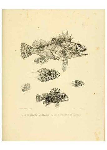 Reproducción/Reproduction 10327912734: The zoology of the voyage of the H.M.S. Erebus & Terror,. London,E. W. Janson,1844-1875.