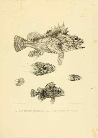 Reproducción/Reproduction 10327912734: The zoology of the voyage of the H.M.S. Erebus & Terror,. London,E. W. Janson,1844-1875.