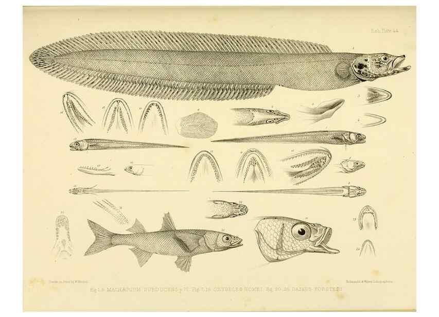 Reproducción/Reproduction 10328009305: The zoology of the voyage of the H.M.S. Erebus & Terror,. London,E. W. Janson,1844-1875.
