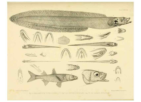 Reproducción/Reproduction 10328009305: The zoology of the voyage of the H.M.S. Erebus & Terror,. London,E. W. Janson,1844-1875.