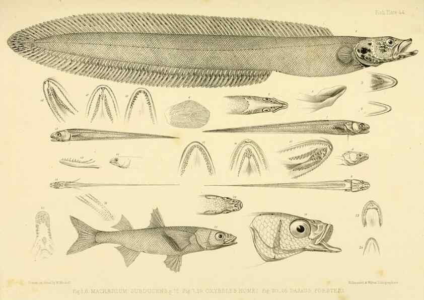 Reproducción/Reproduction 10328009305: The zoology of the voyage of the H.M.S. Erebus & Terror,. London,E. W. Janson,1844-1875.