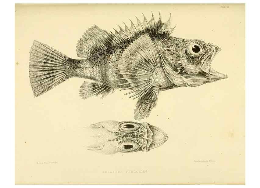 Reproducción/Reproduction 10328089083: The zoology of the voyage of the H.M.S. Erebus & Terror,. London,E. W. Janson,1844-1875.