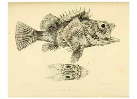 Reproducción/Reproduction 10328089083: The zoology of the voyage of the H.M.S. Erebus & Terror,. London,E. W. Janson,1844-1875.