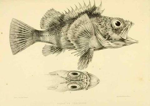 Reproducción/Reproduction 10328089083: The zoology of the voyage of the H.M.S. Erebus & Terror,. London,E. W. Janson,1844-1875.