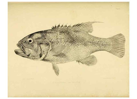 Reproducción/Reproduction 10327936565: The zoology of the voyage of the H.M.S. Erebus & Terror,. London,E. W. Janson,1844-1875.