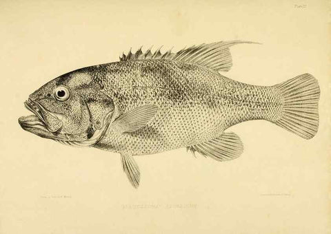 Reproducción/Reproduction 10327936565: The zoology of the voyage of the H.M.S. Erebus & Terror,. London,E. W. Janson,1844-1875.