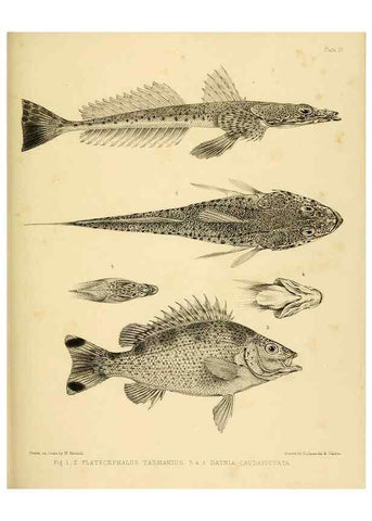 Reproducción/Reproduction 10327924404: The zoology of the voyage of the H.M.S. Erebus & Terror,. London,E. W. Janson,1844-1875.